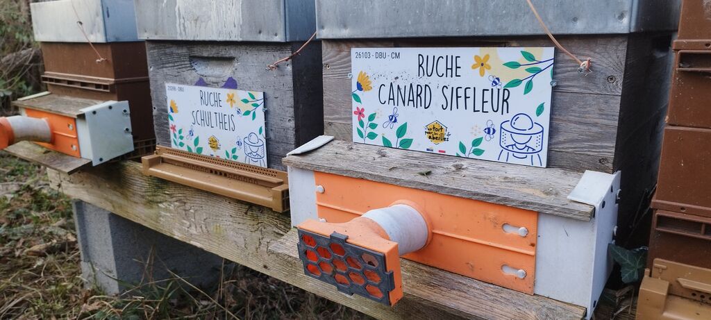 La ruche Canard siffleur