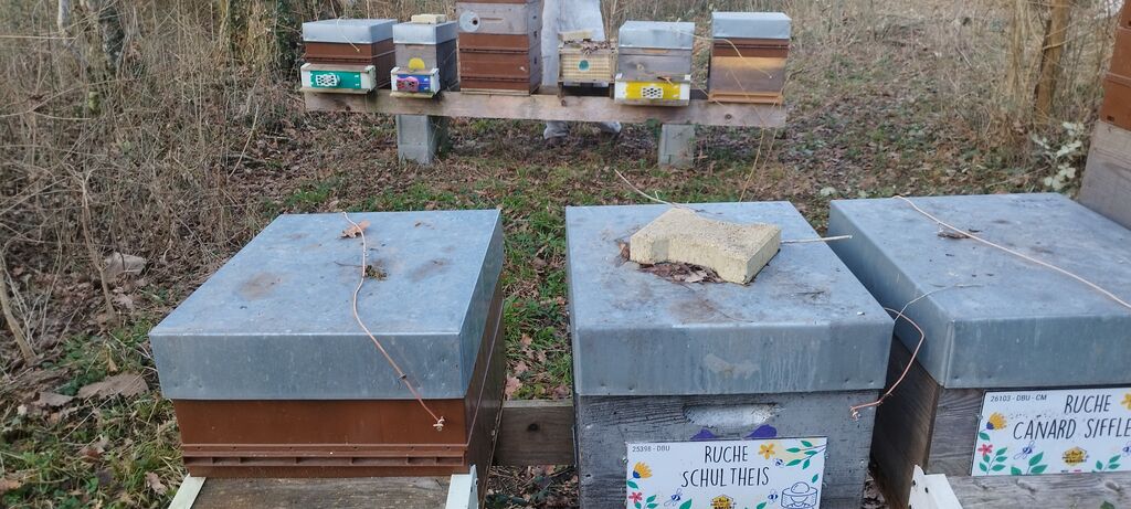 La ruche Canard siffleur