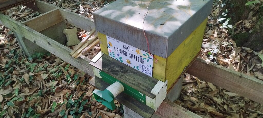 La ruche Canard siffleur