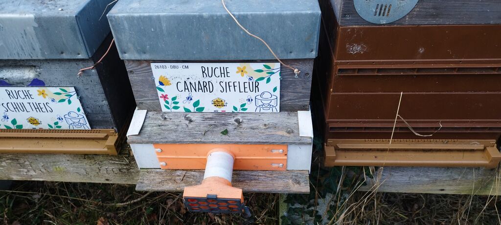 La ruche Canard siffleur