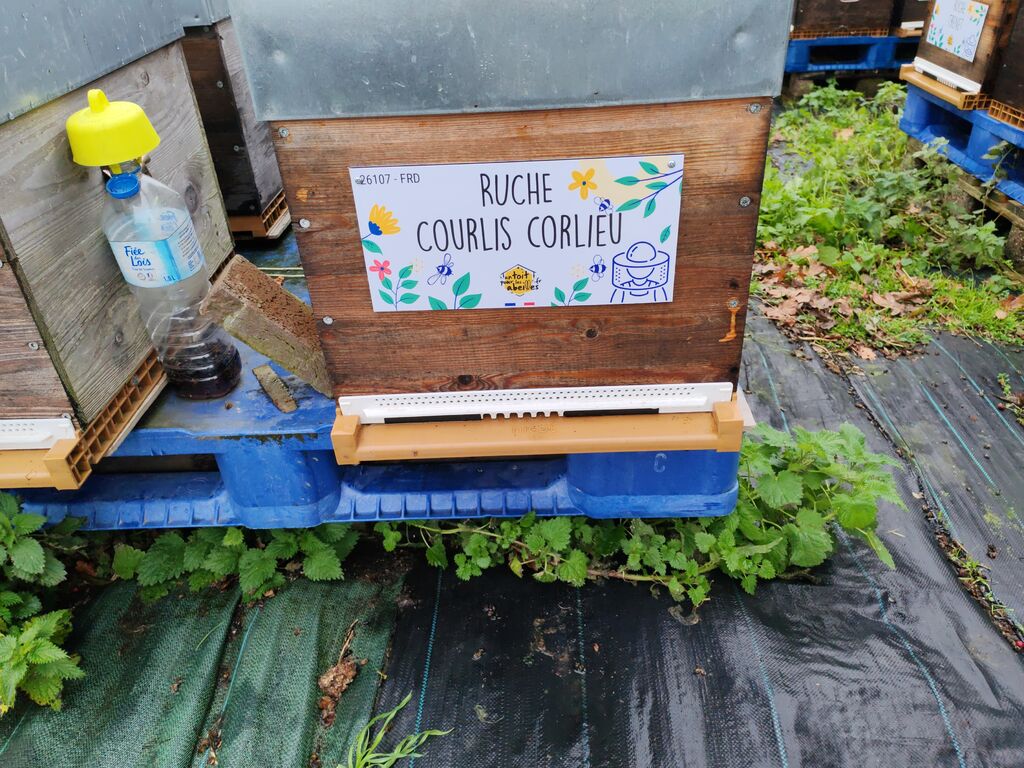 La ruche Courlis corlieu