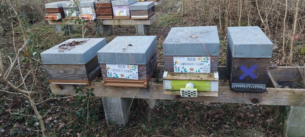 La ruche Chevechette d