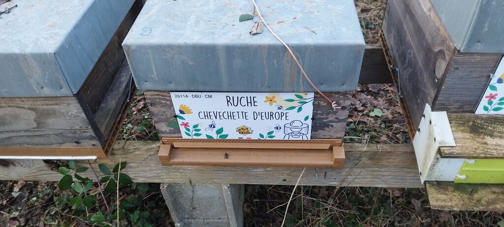 La ruche Chevechette d