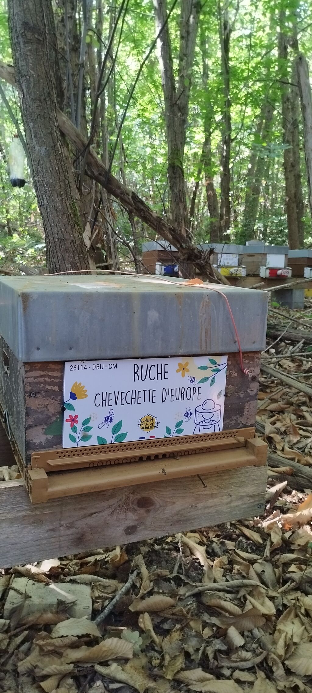 La ruche Chevechette d