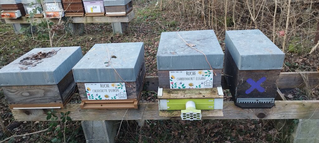 La ruche Chevechette d