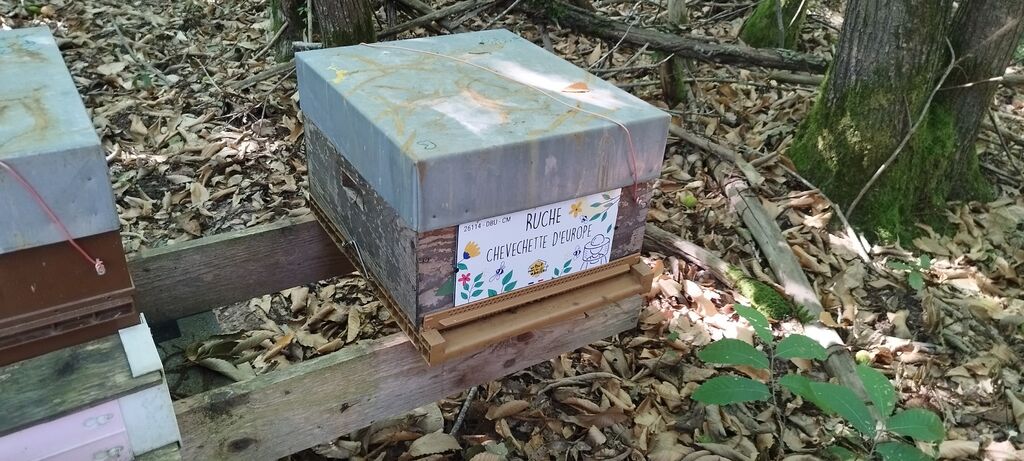 La ruche Chevechette d