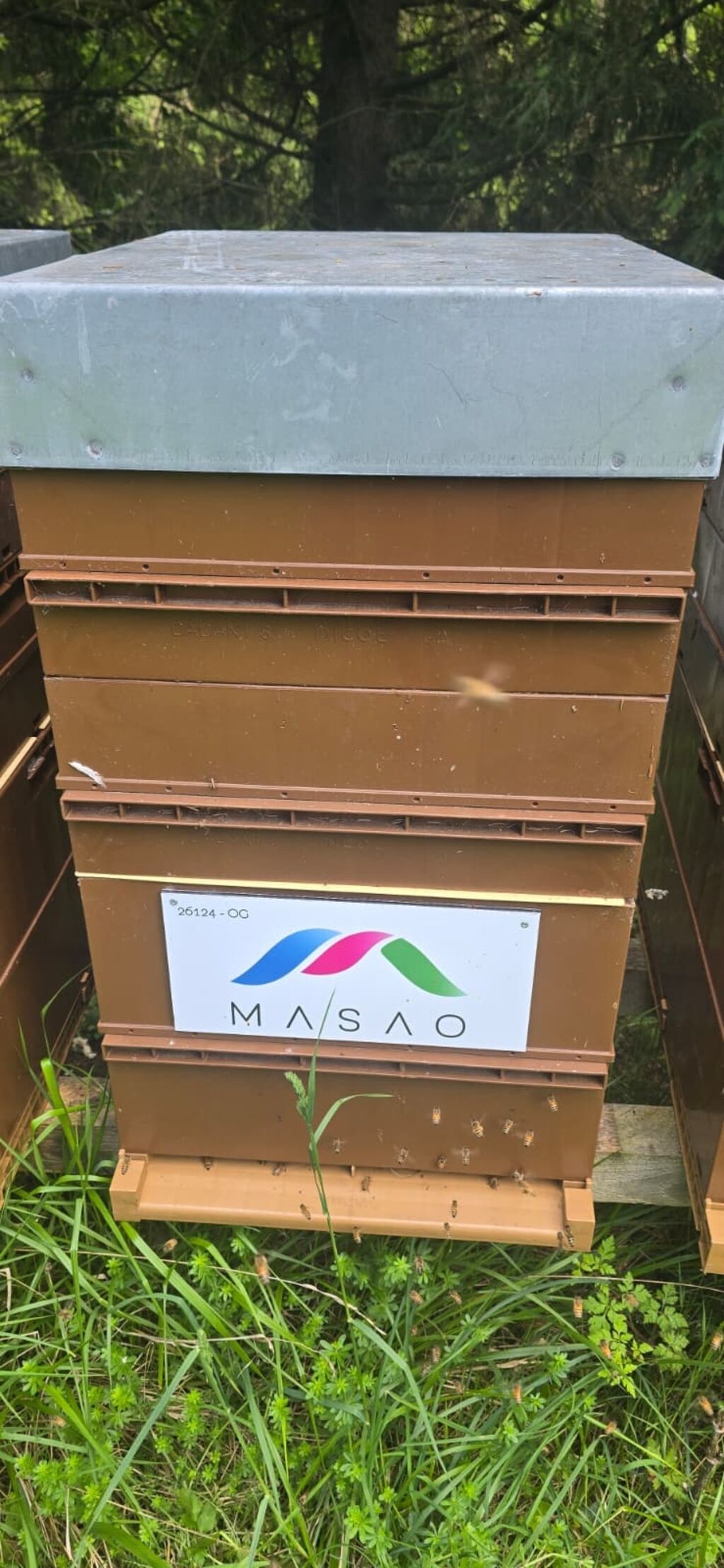 La ruche Masao