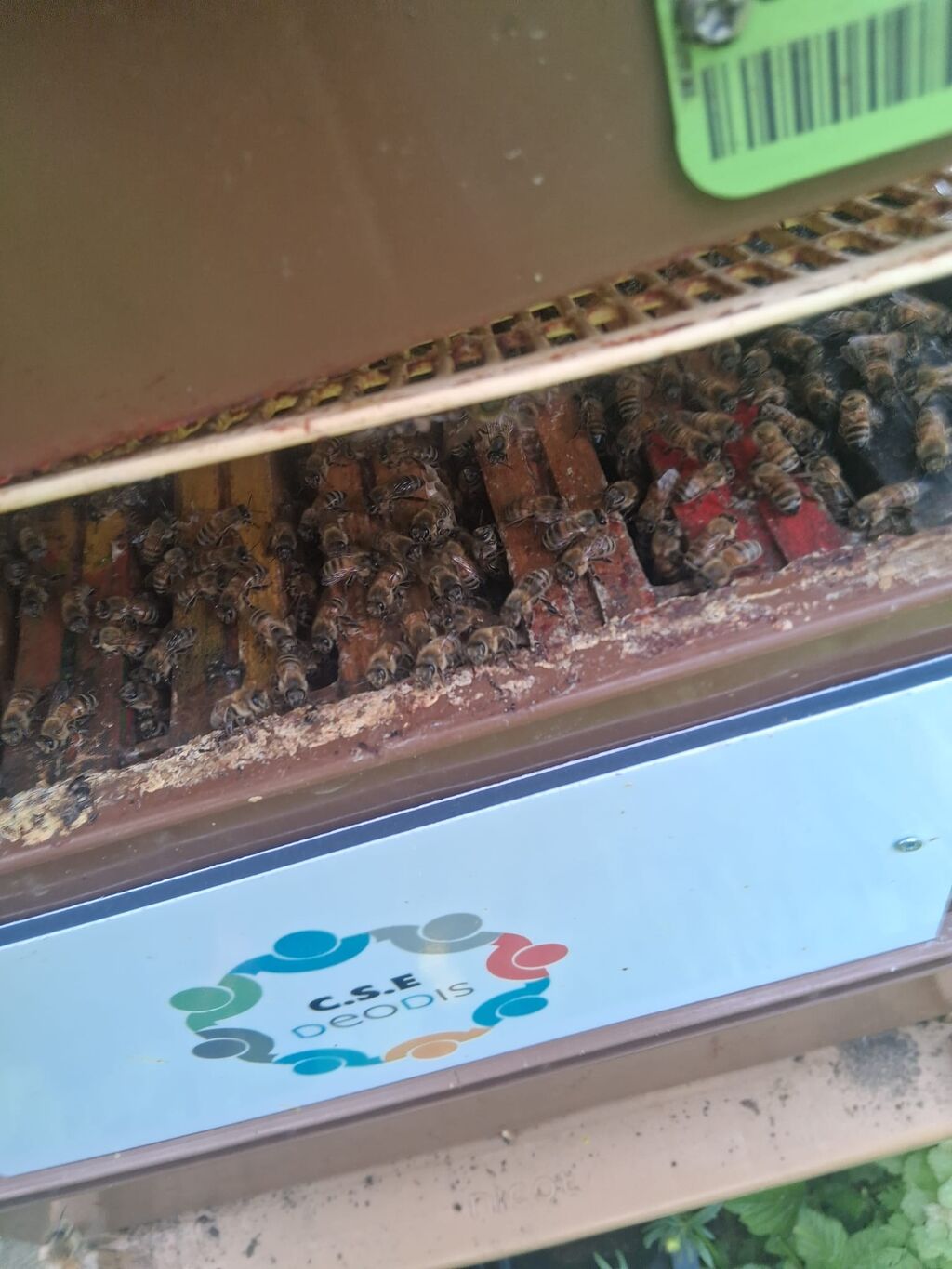 La ruche Cse deodis