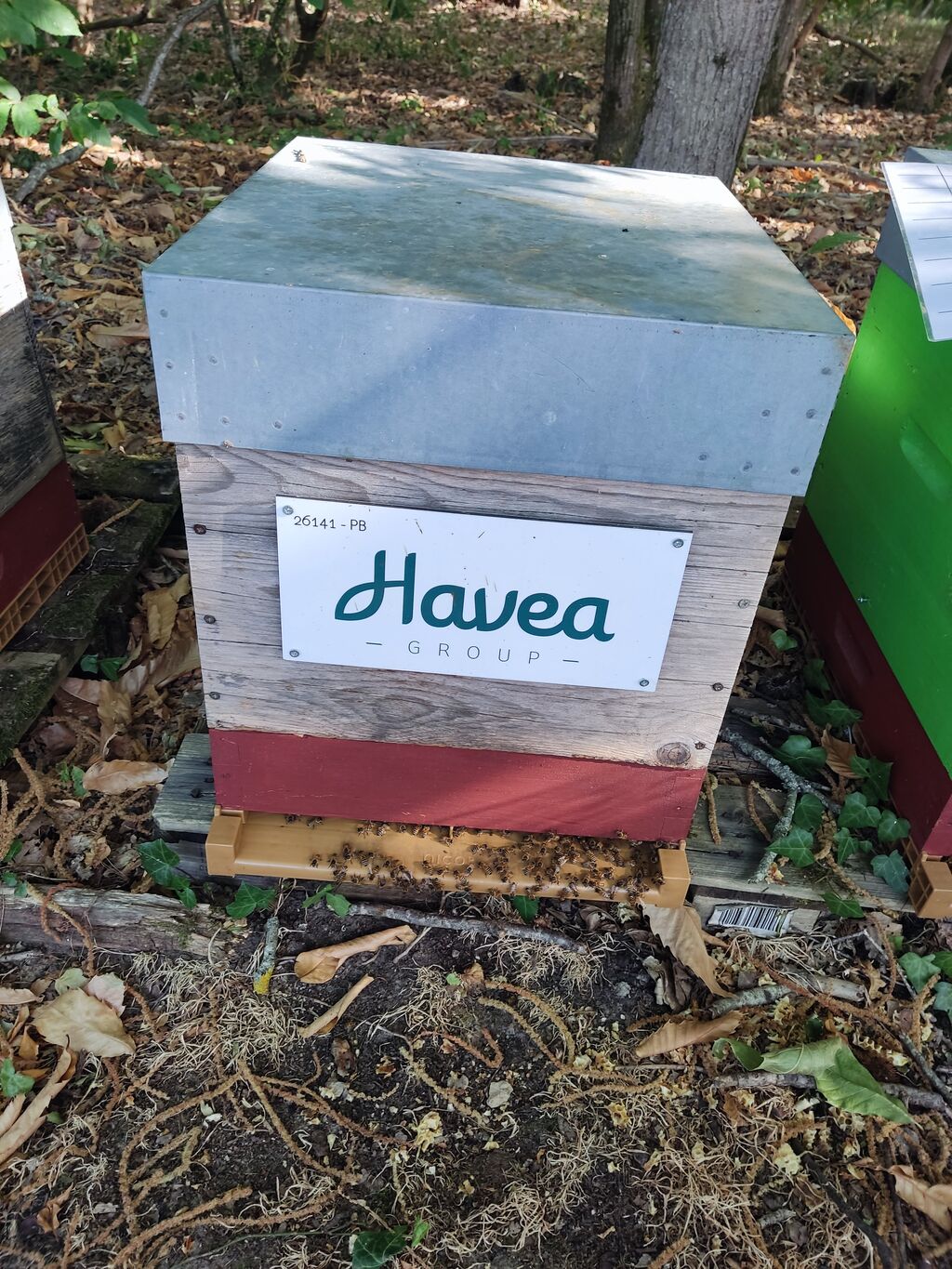 La ruche Havea