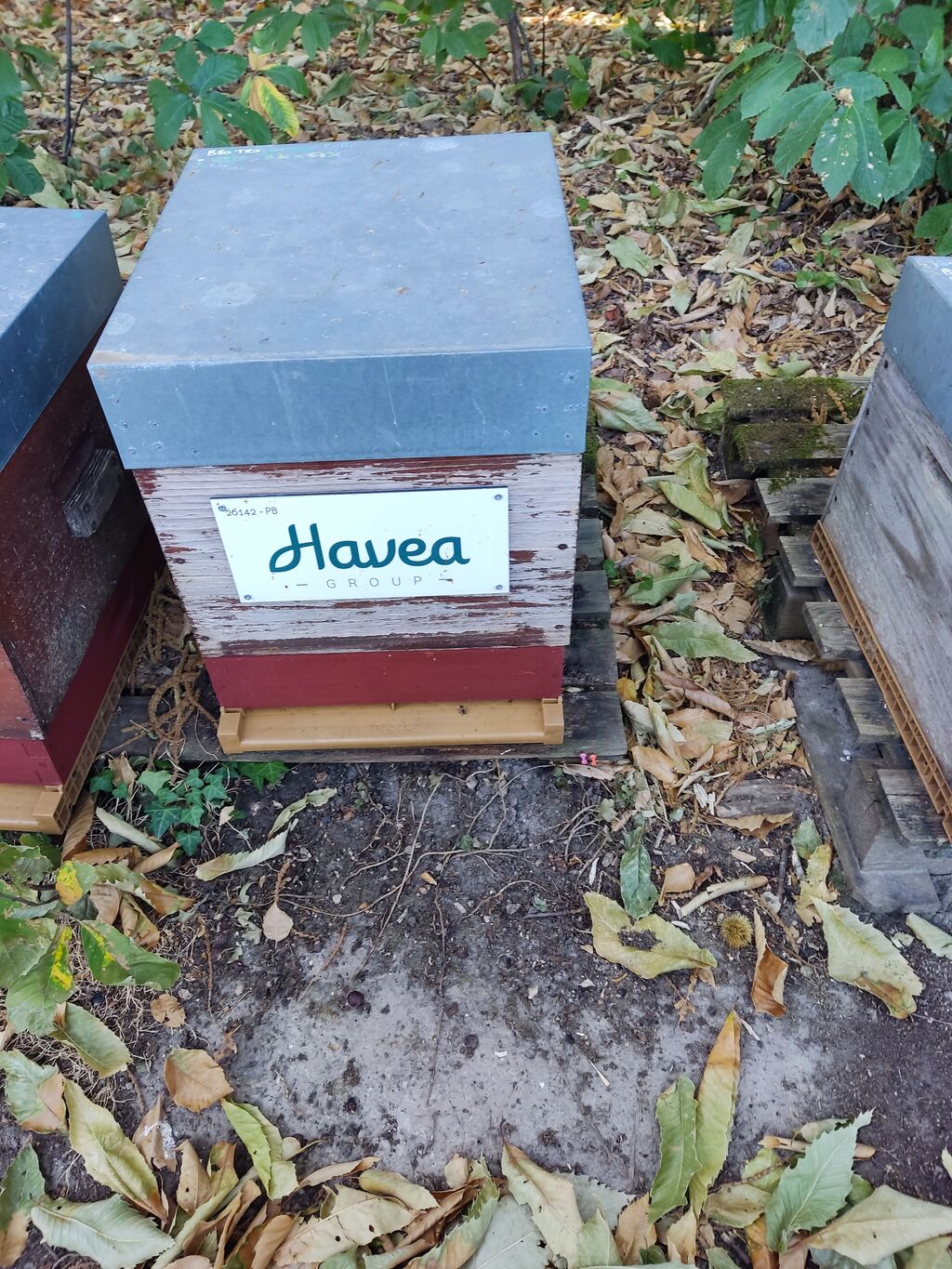 La ruche Havea