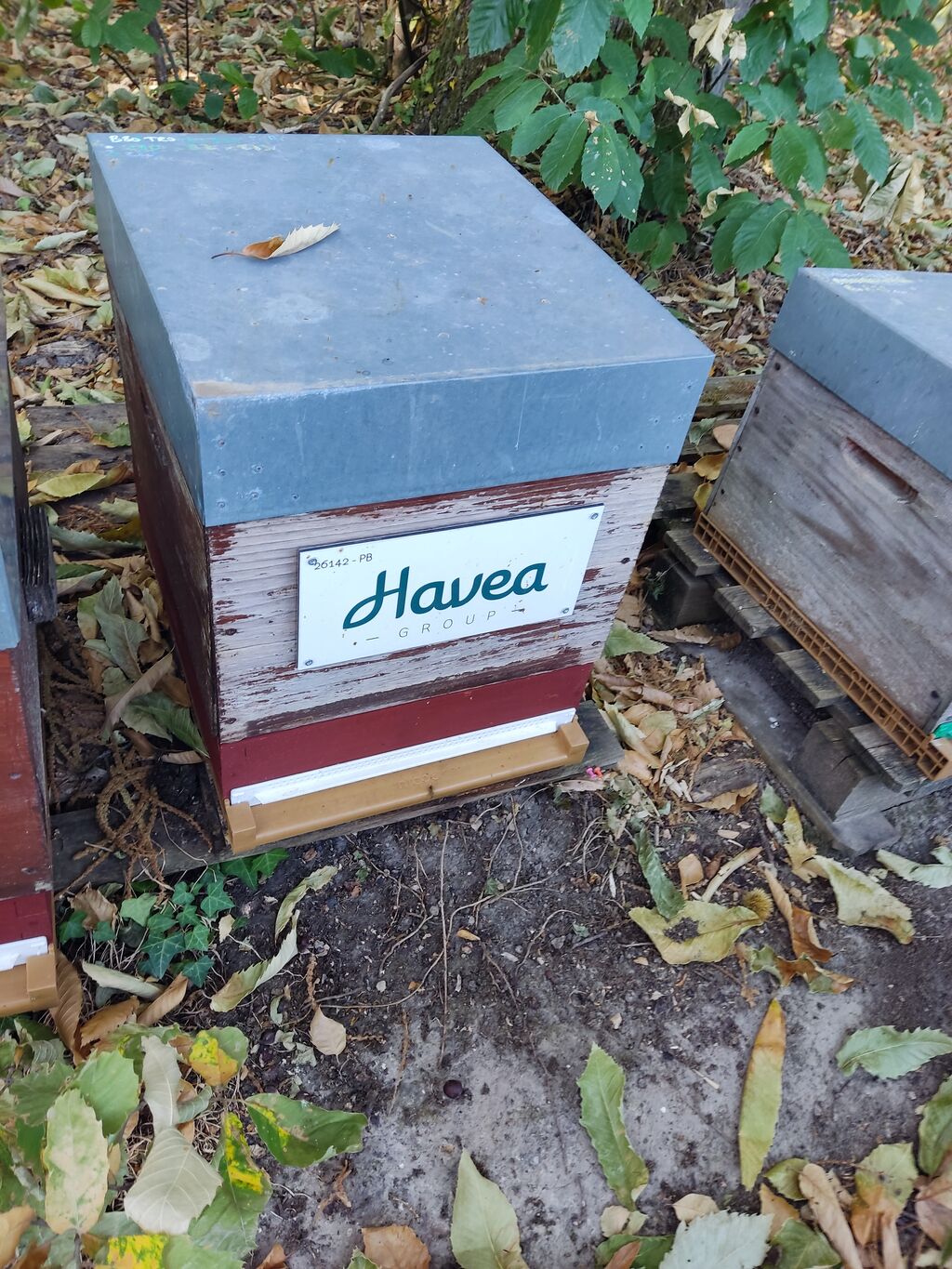 La ruche Havea