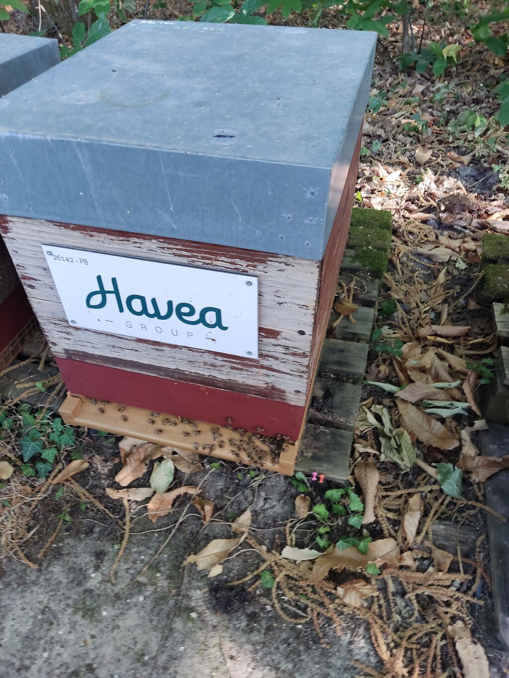 La ruche Havea