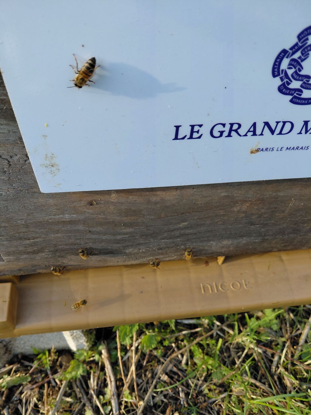 La ruche SAS GRAND MAZARIN