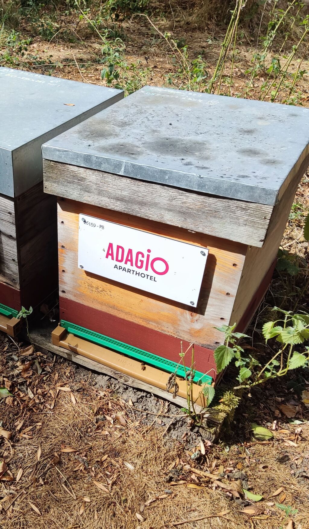 La ruche Pvcp-city adagio sureses
