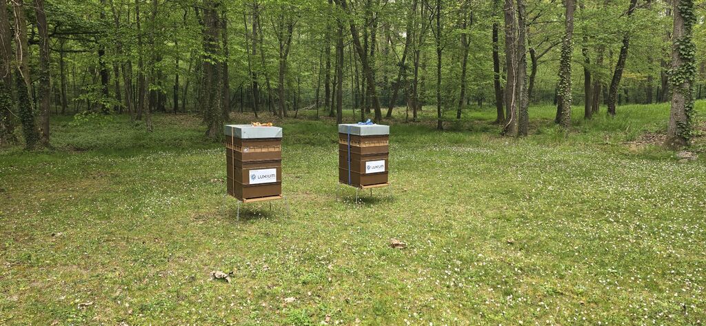 La ruche LUXIUM