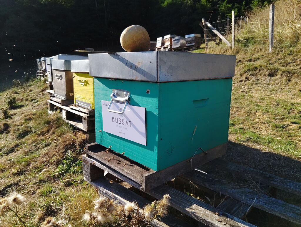 La ruche BUSSAT IMMOBILIER 