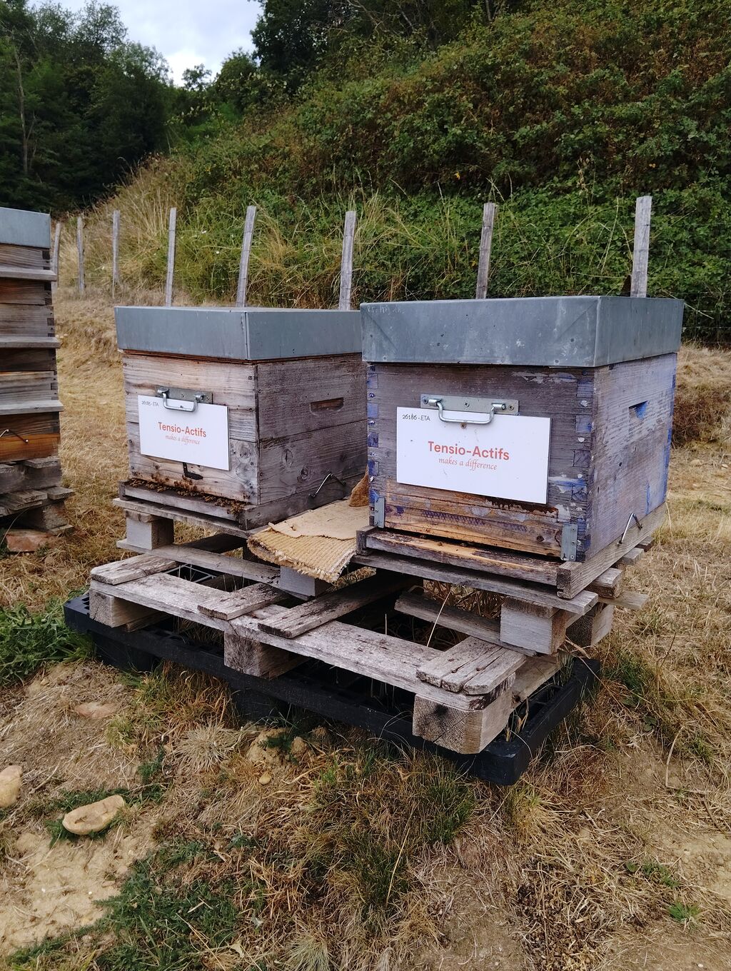 La ruche Tensio-Actifs