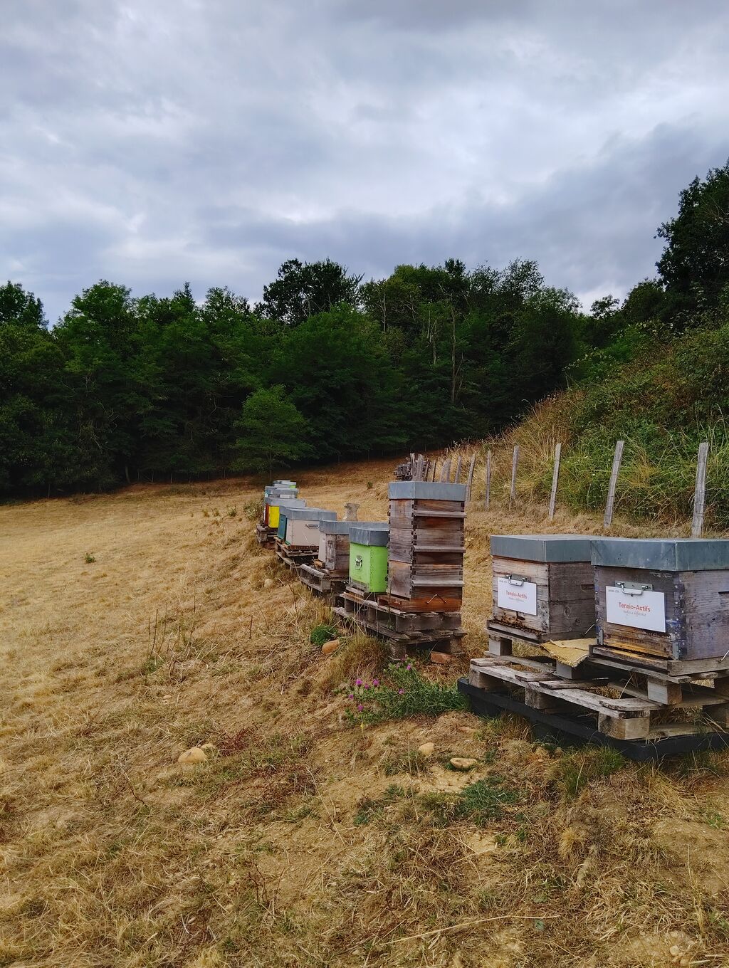 La ruche Tensio-Actifs