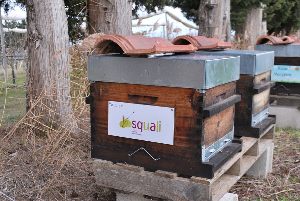 La ruche SQUALI