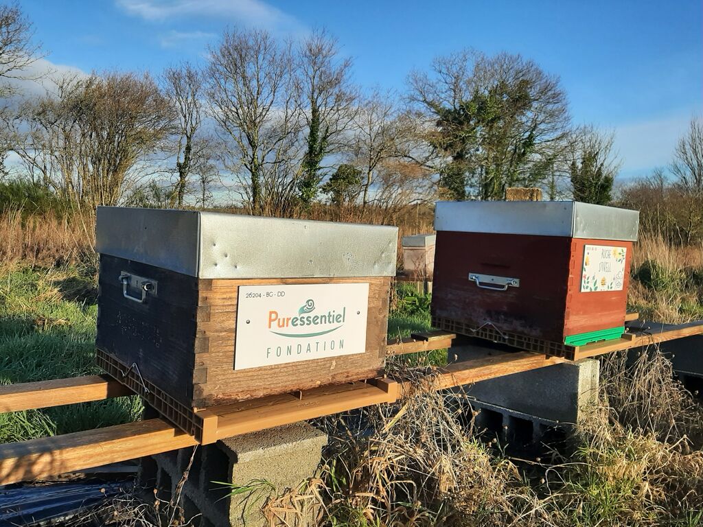 La ruche FONDATION PURESSENTIEL
