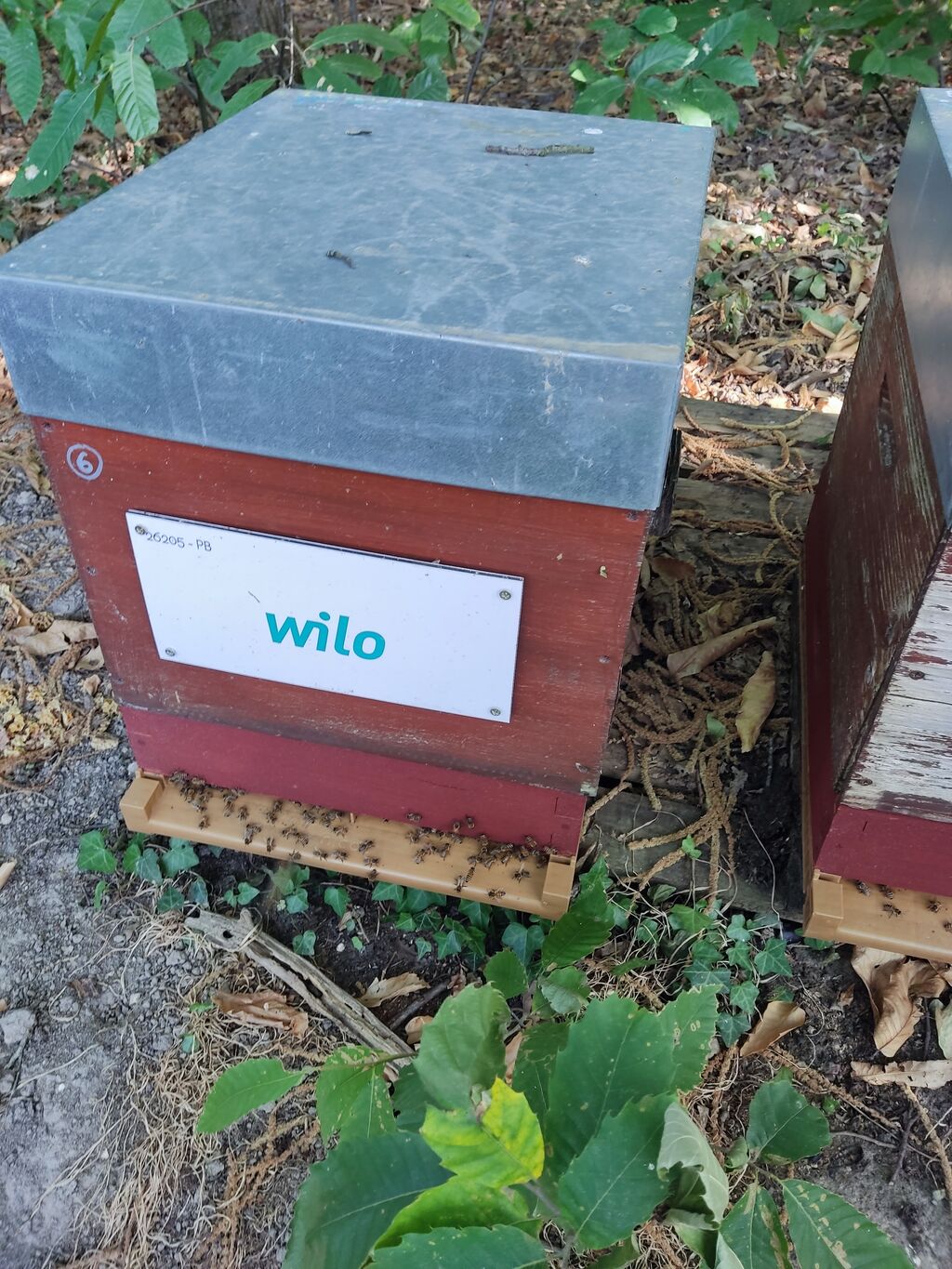 La ruche Wilo intec