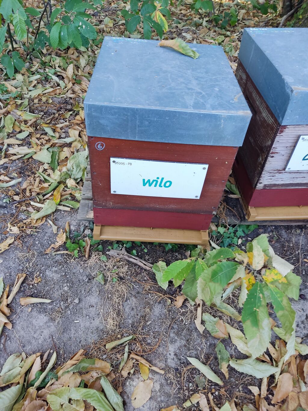 La ruche Wilo intec