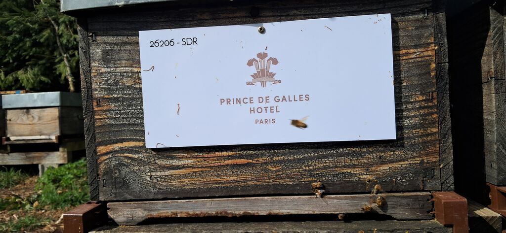 La ruche Hotel prince de galles