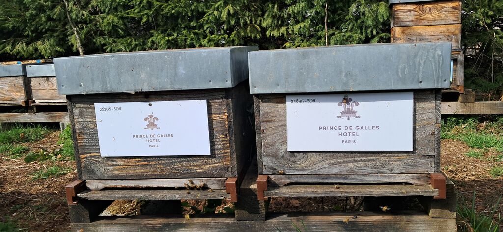 La ruche Hotel prince de galles