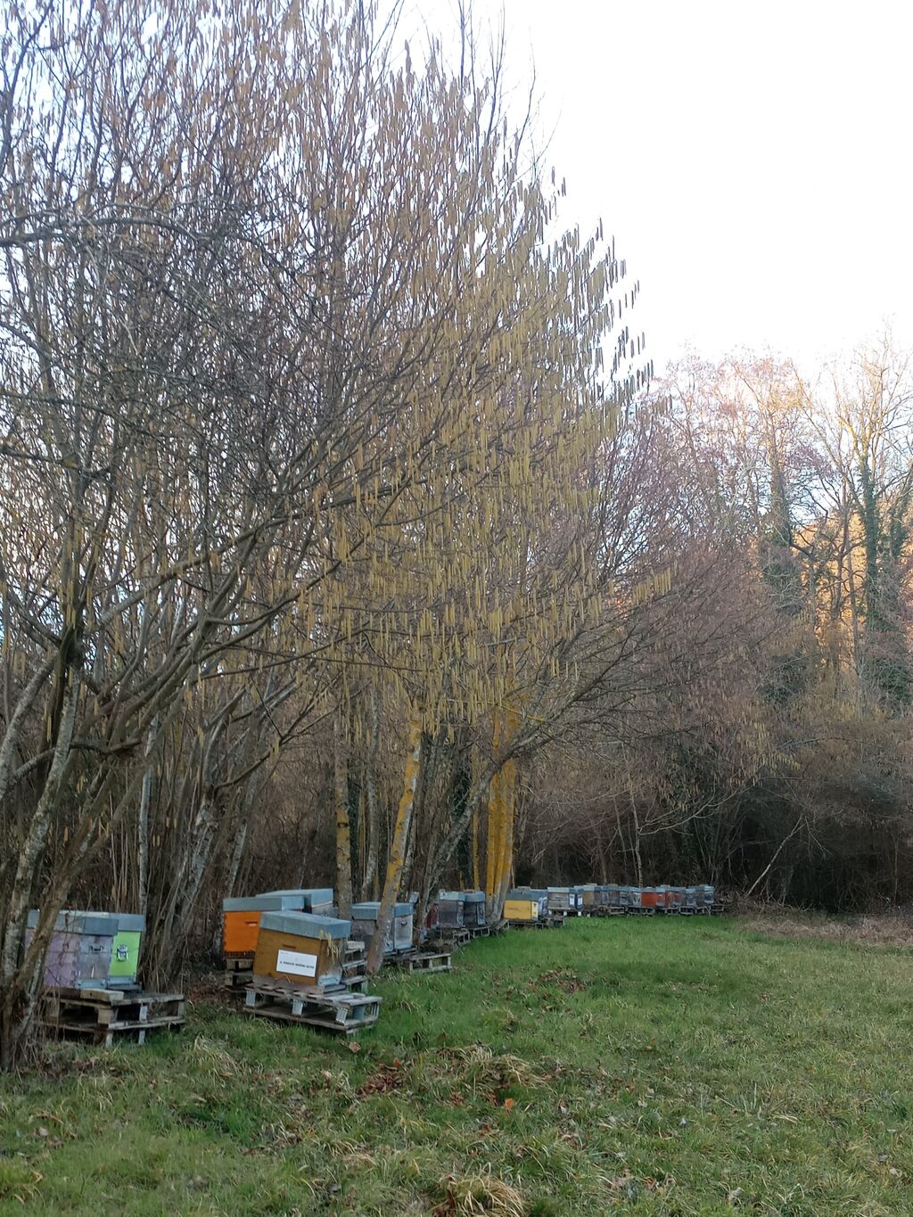 La ruche FOSELEV RHONE ALPES LYON