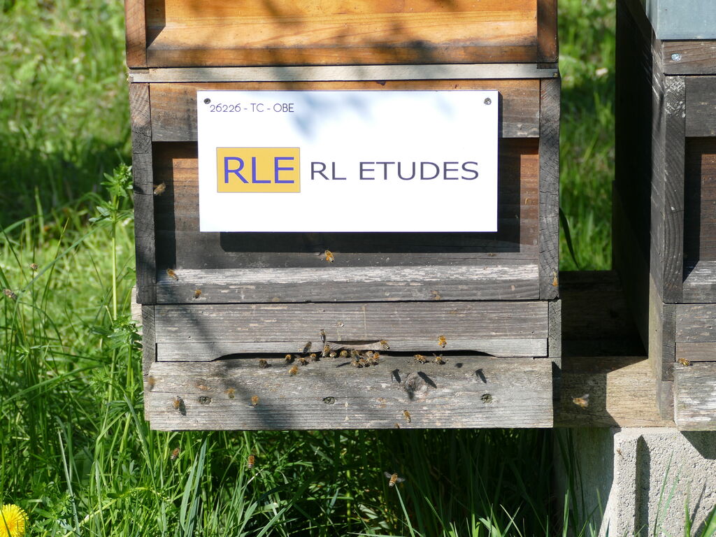 La ruche RL ETUDES