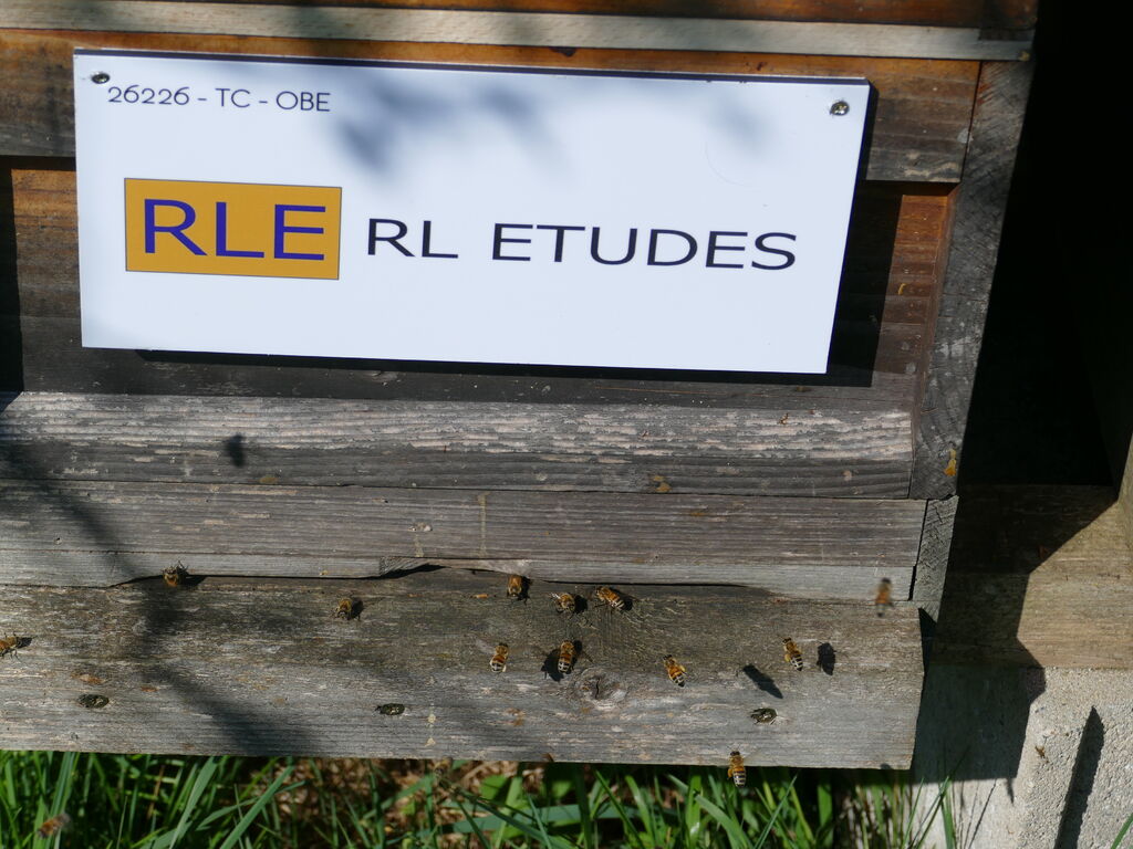 La ruche RL ETUDES