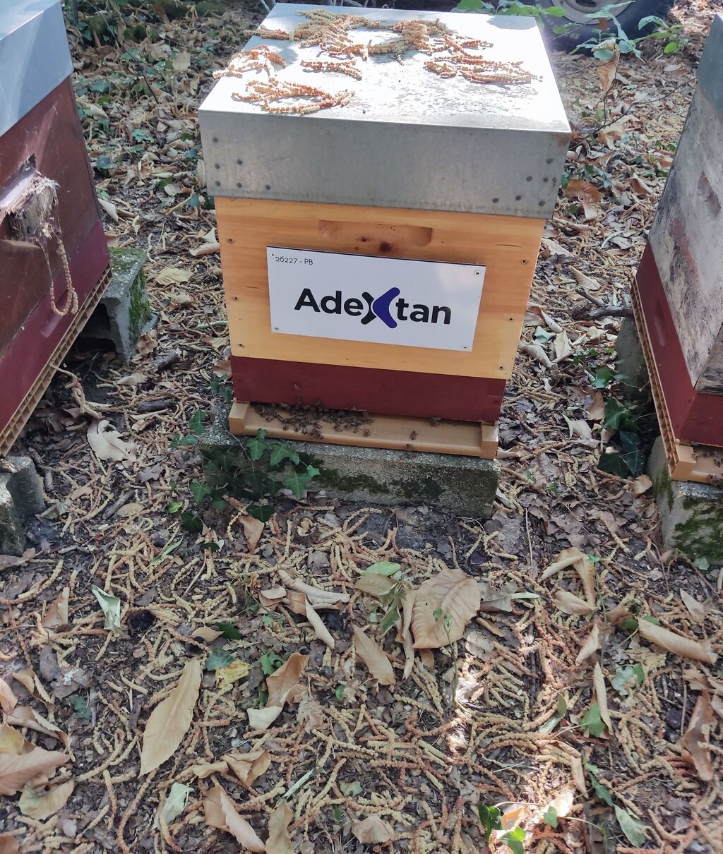 La ruche ADEXTAN