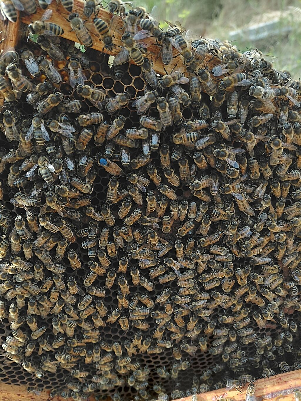 La ruche BEELDI
