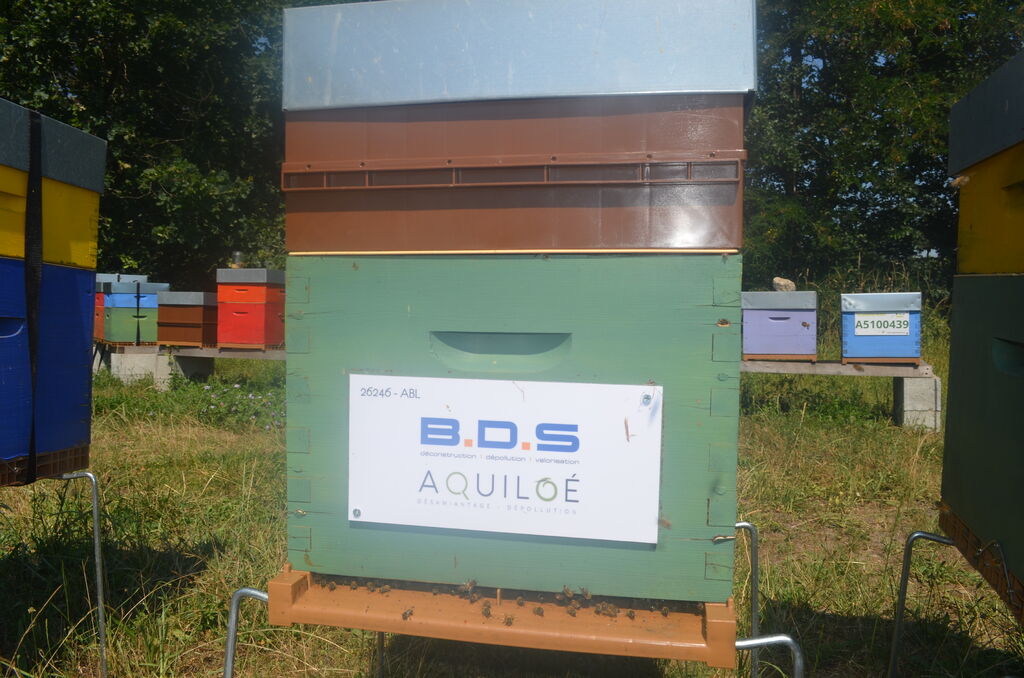 La ruche Bds - aquiloe
