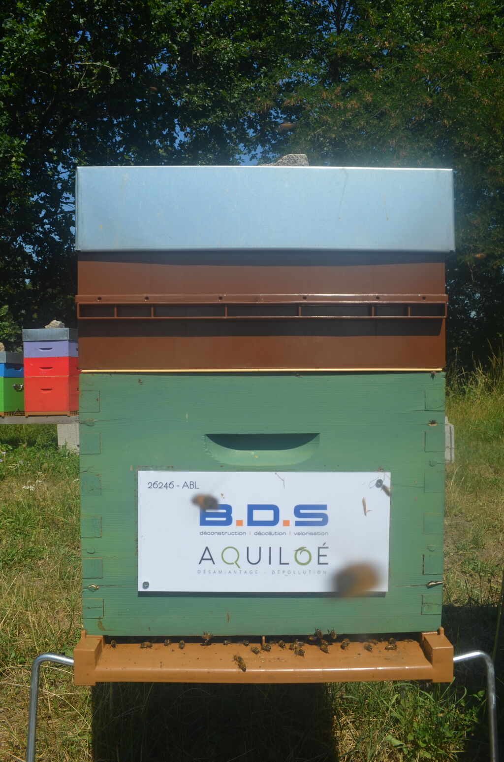 La ruche Bds - aquiloe