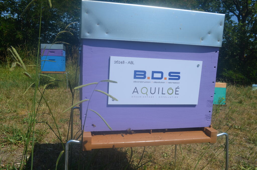 La ruche Bds - aquiloe