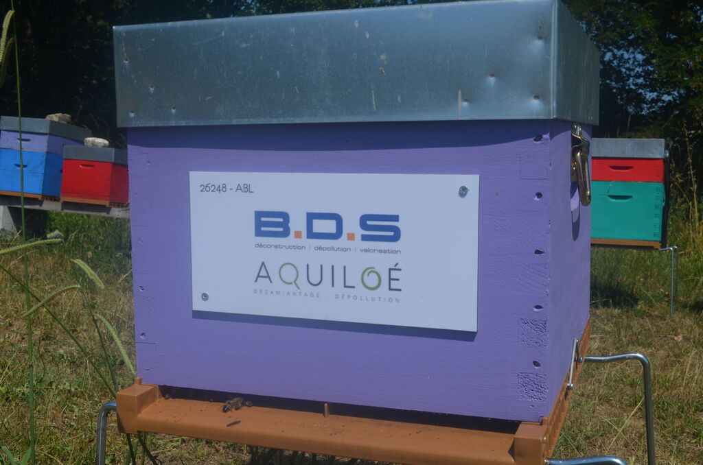 La ruche Bds - aquiloe