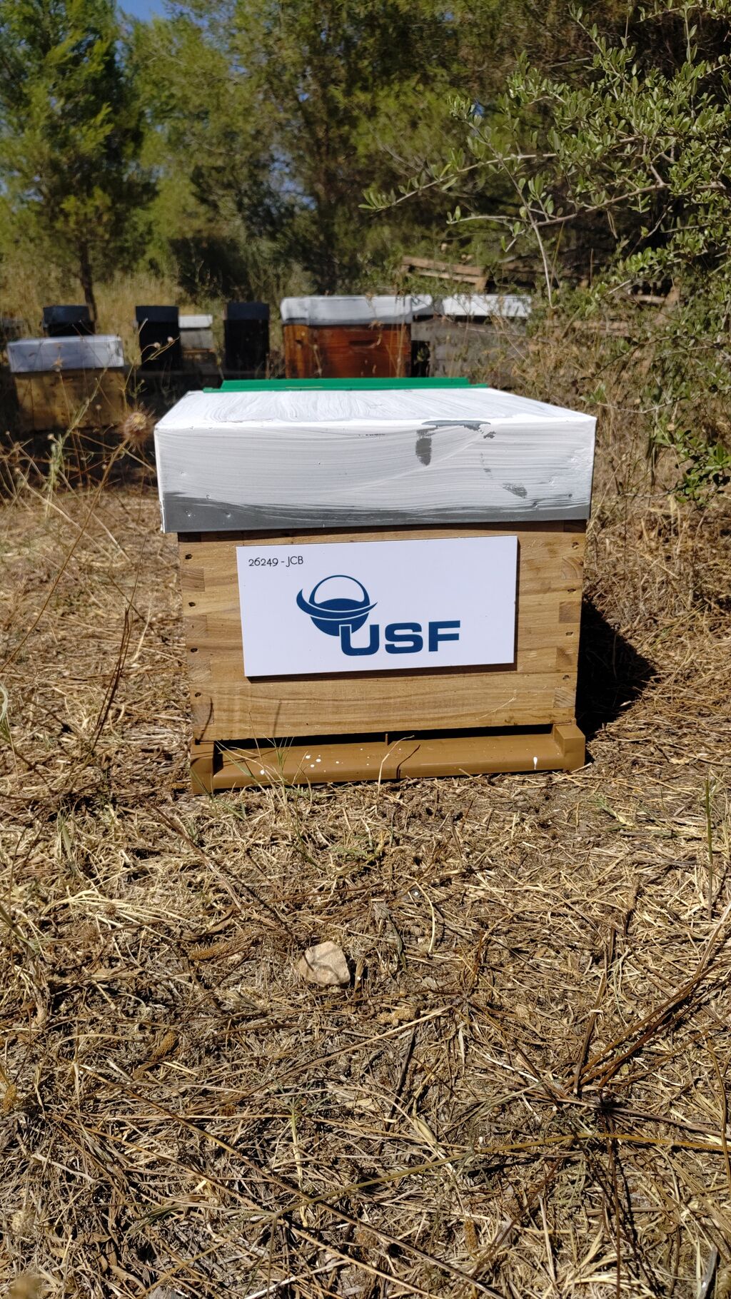 La ruche USF