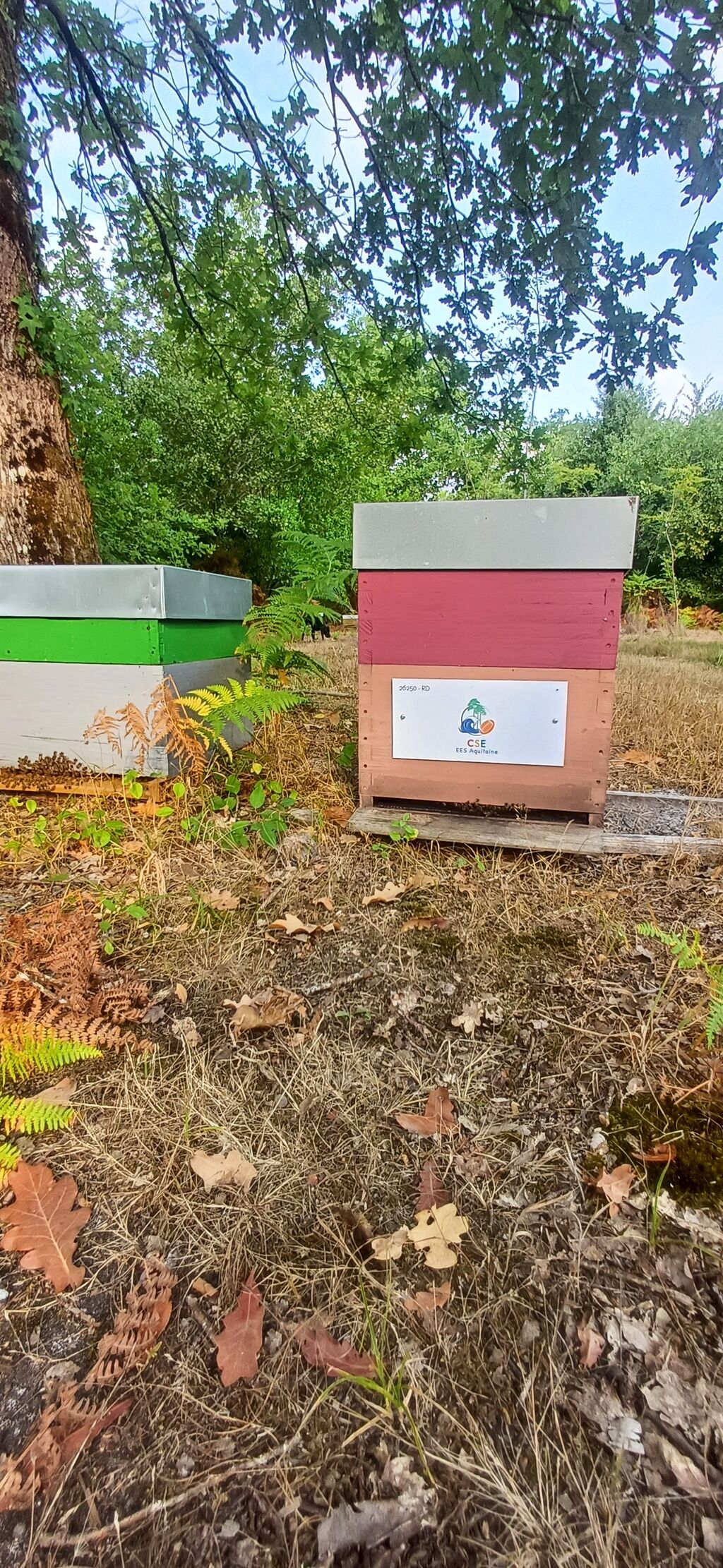 La ruche Eiffage Energie Systèmes