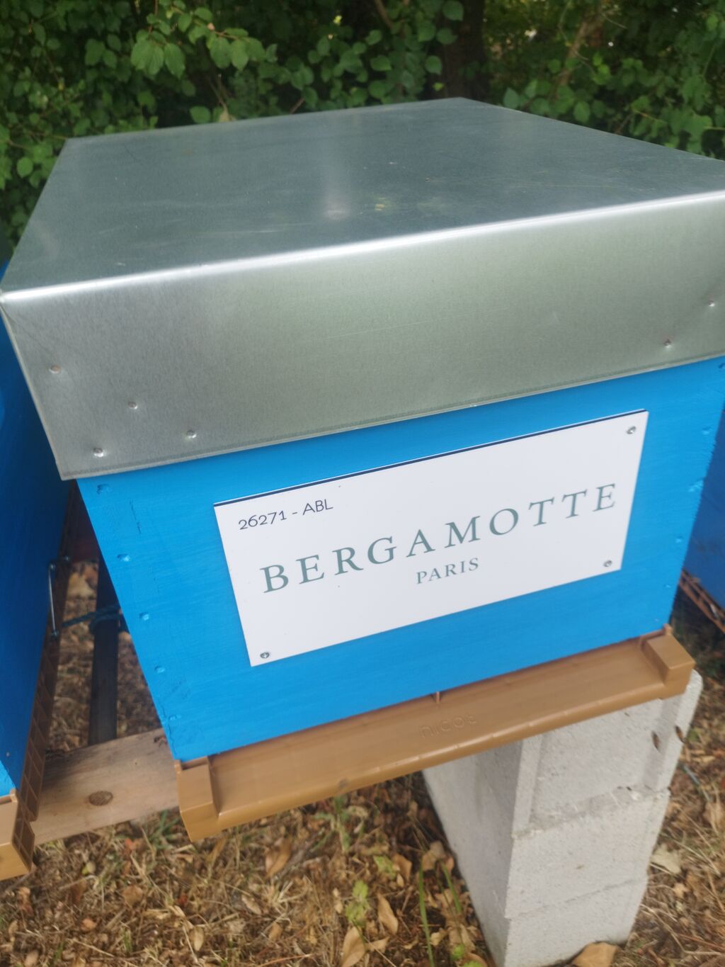 La ruche Bergamotte