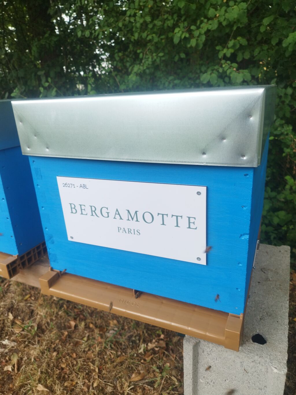 La ruche Bergamotte