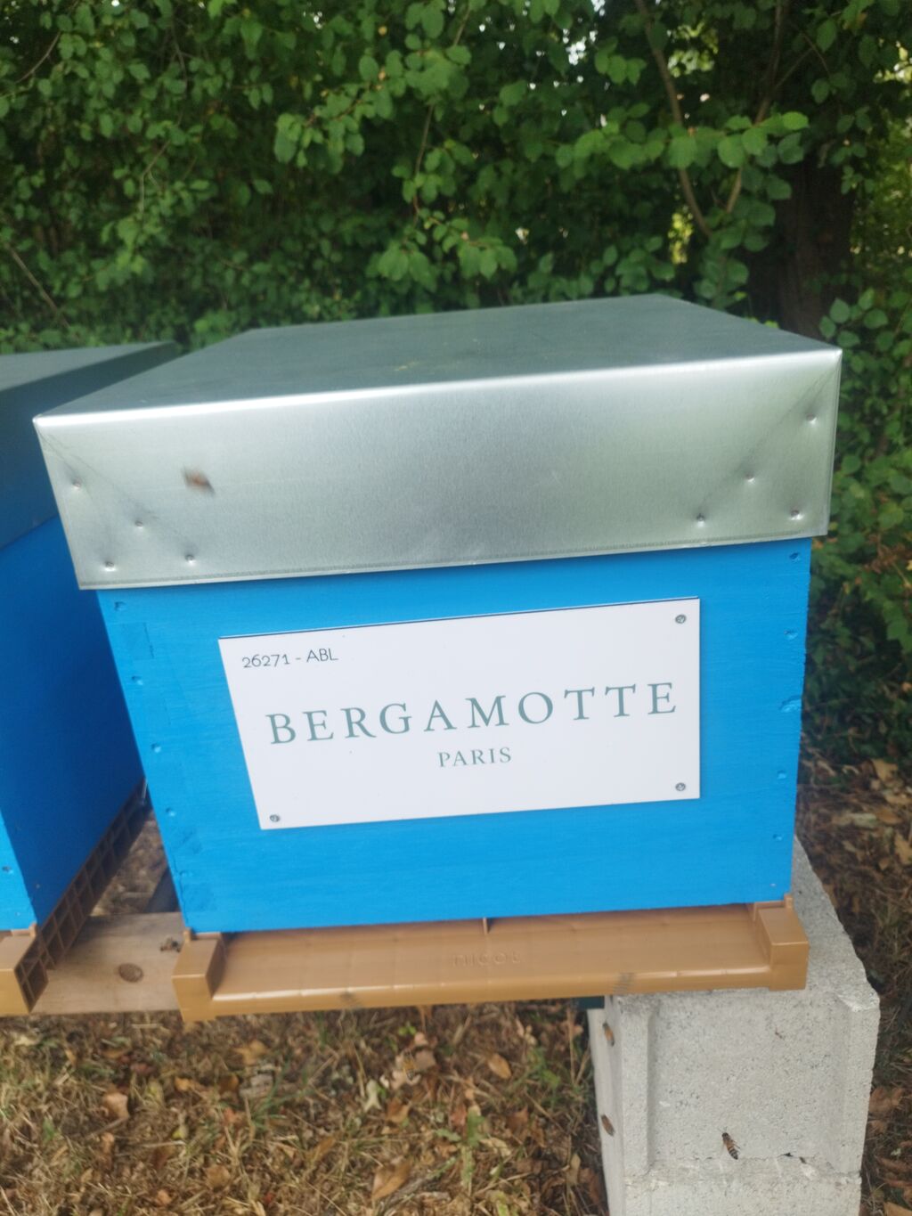 La ruche Bergamotte