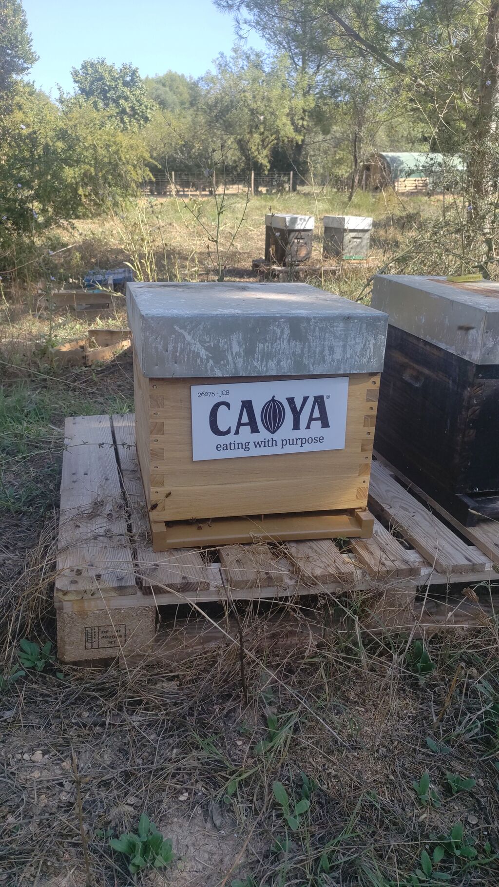 La ruche CAOYA Chocolat