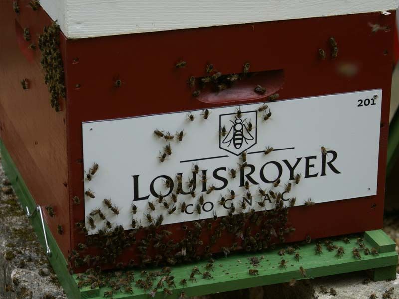 La ruche LOUIS ROYER  SAS