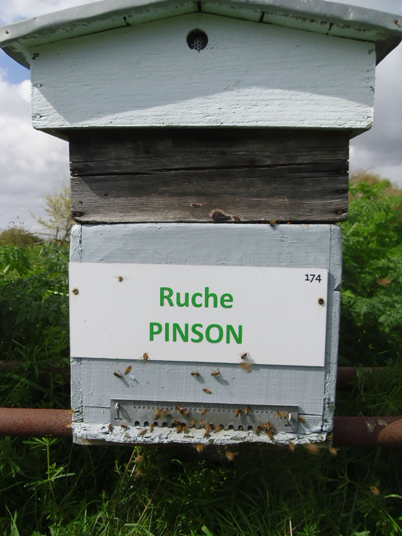 La ruche Pinson