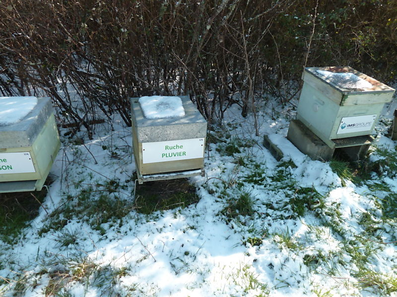 La ruche Pluvier