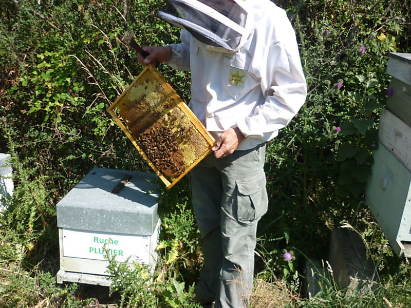 La ruche Pluvier