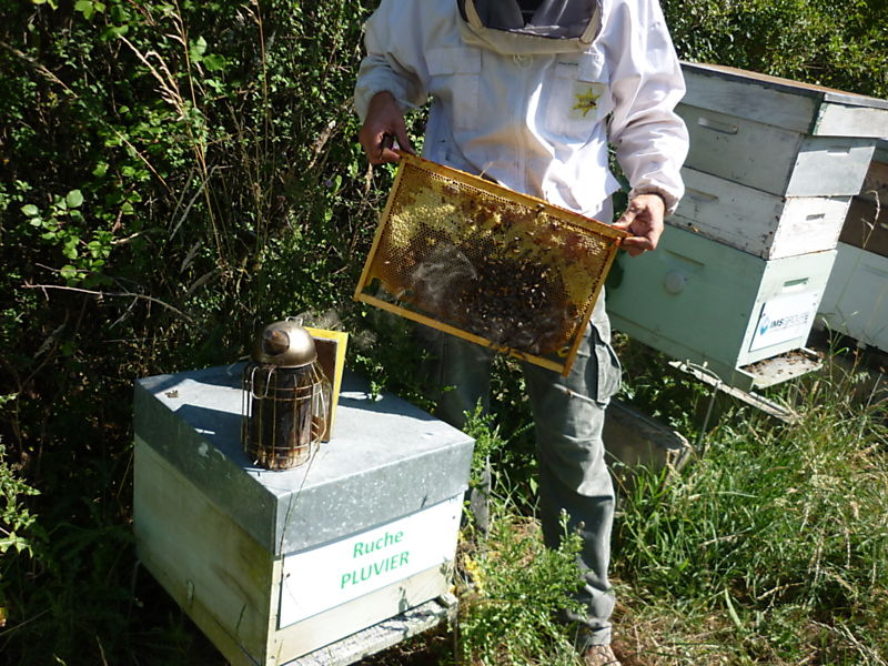 La ruche Pluvier