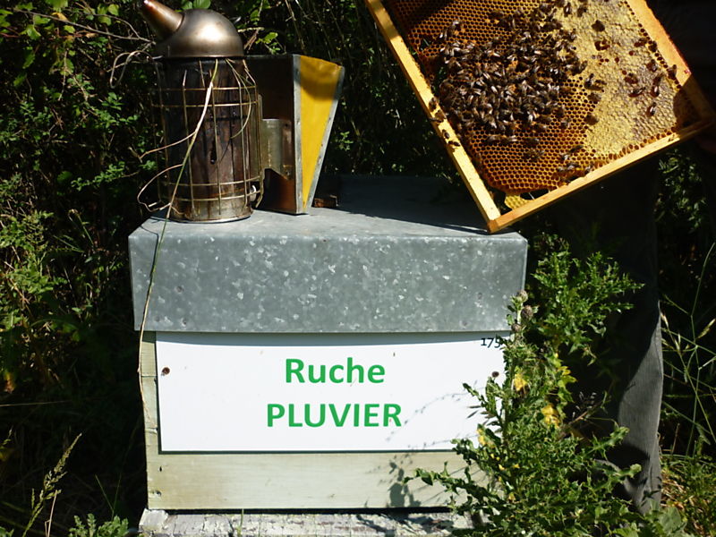 La ruche Pluvier