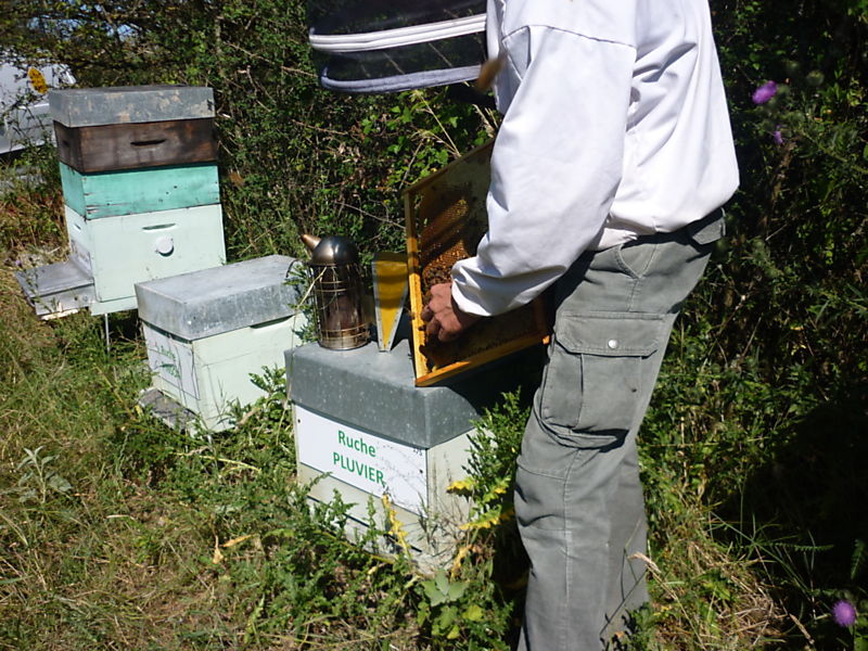 La ruche Pluvier